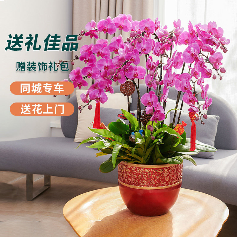 爱优尚蝴蝶兰盆栽带花礼品寓意高档花卉植物公司前台室内客厅兰花