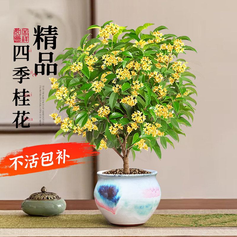 四季桂花树盆栽浓香型带花苞办公室内桌面阳台庭院好养花卉绿植物