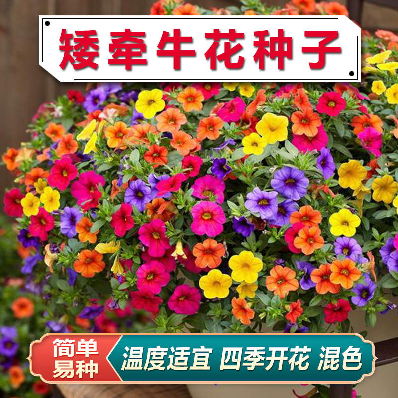 矮牵牛花种子室内阳台盆栽植物多年生垂吊七色喇叭花观花四季易种