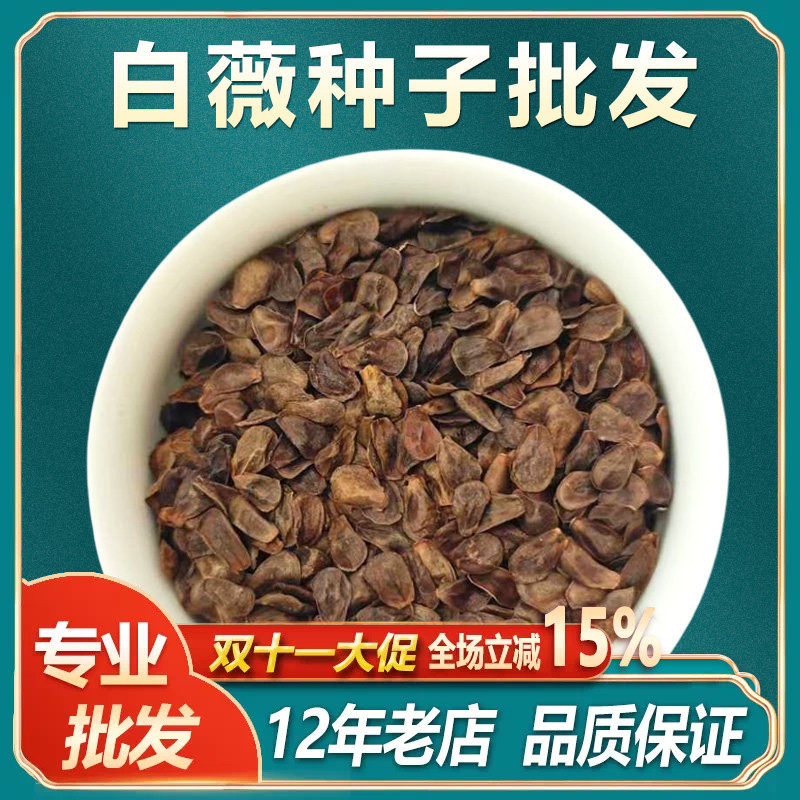 白薇种子中草药植物白马薇籽家庭花卉园艺新奇植物南北方种植盆栽