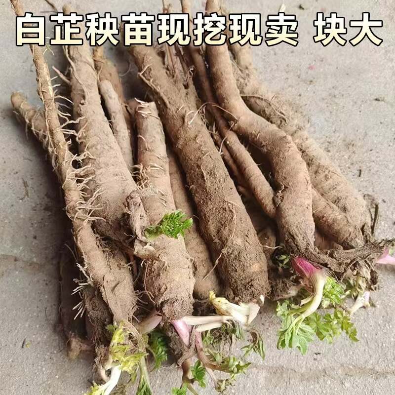 白芷苗大田种植苗中药材白芷秧苗基地现挖现卖盆栽可大规模种植