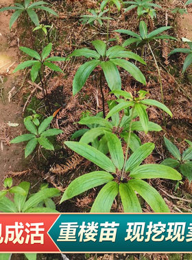 新鲜重楼苗重楼小苗七叶一枝花重楼苗块茎种植苗易活好种