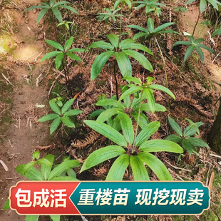 新鲜重楼苗重楼小苗七叶一枝花重楼苗块茎种植苗易活好种