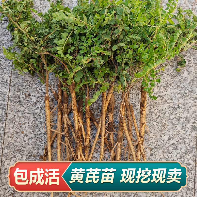 黄芪种植苗黄芪苗中药材名贵药材种植苗大全党参当归黄芩黄精甘草