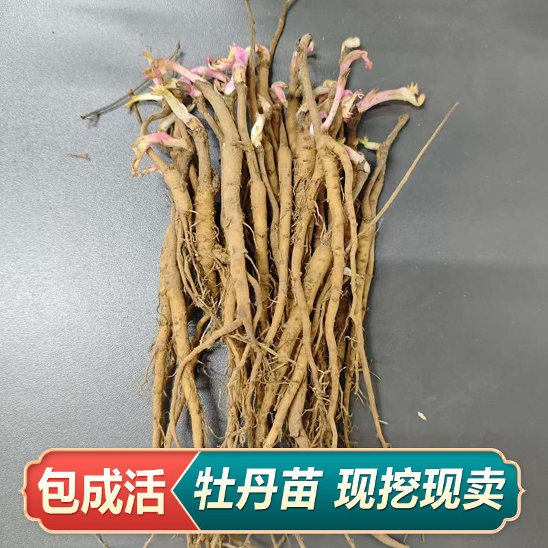 优质牡丹苗、丹皮苗、凤丹牡丹新家庭园艺种子