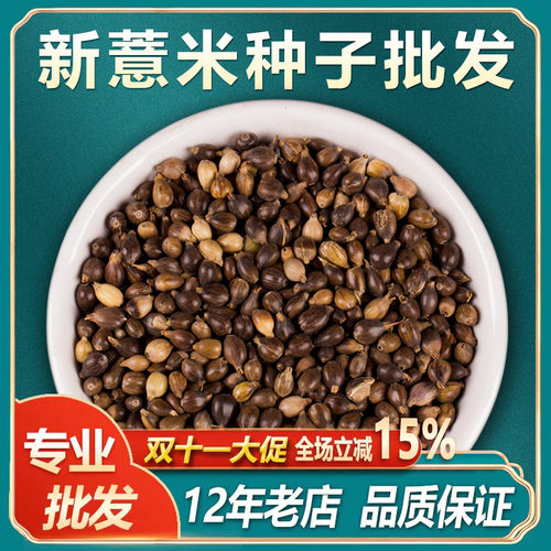 薏米种子薏苡仁种籽六谷子四季播种药食两用小薏米草珠子五谷杂粮