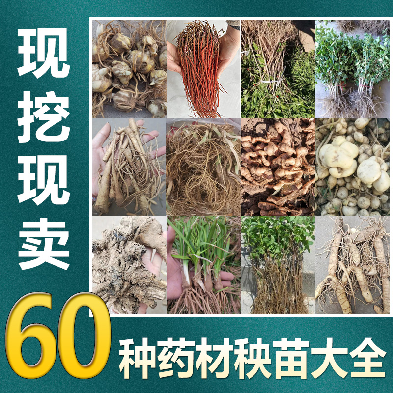 中草药苗大全根茎植物苗麦冬草苗桔梗花苗牡丹芍药月季石菖蒲苗