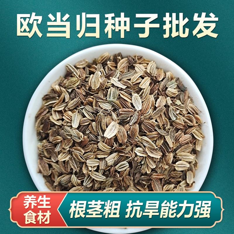 中药材当归种子纯新欧当归种籽当归种植苗党参枸杞黄芪种孑送资料图片