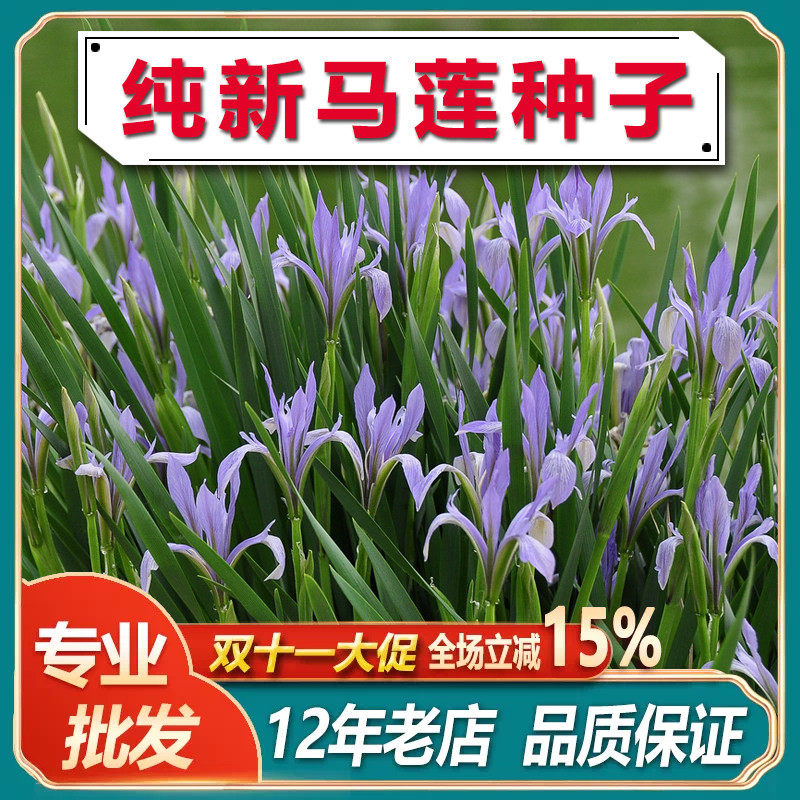马莲种马莲花种子马兰花种子马蔺庭院耐旱耐寒简单草种籽蝴蝶兰