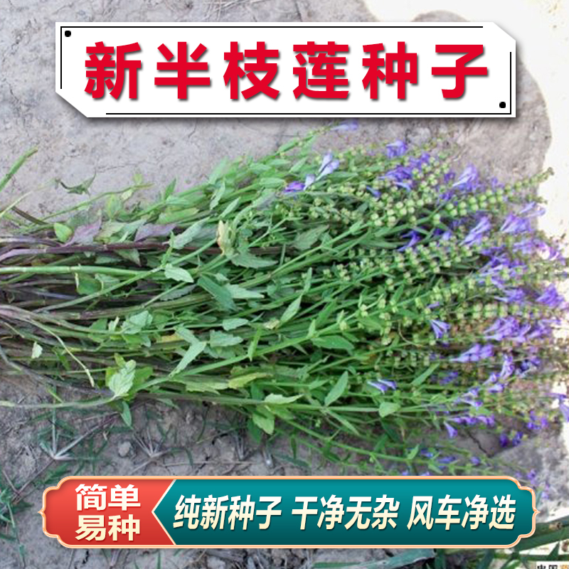 药材种籽半枝莲种子并头草韩信草庭院阳台盆栽易种赶山鞭牙刷草