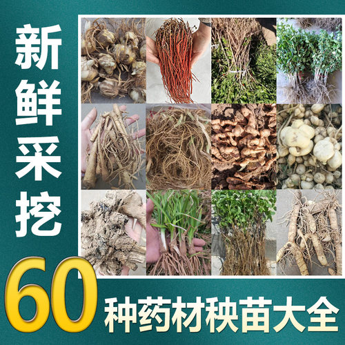 中草药苗大全根茎植物苗麦冬草苗桔梗花苗牡丹芍药月季石菖蒲苗