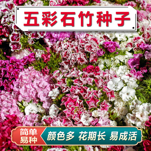 五彩石竹花籽美国常夏石竹种籽多年生盆栽种植花草欧石竹瞿麦种子