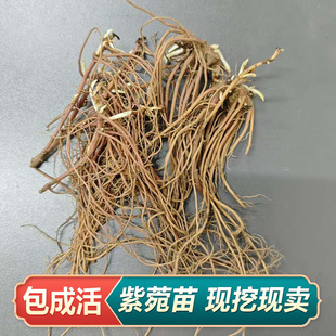 紫苑芽头紫菀芽紫苑种苗一手货源基地直发另有祁菊花桔梗板蓝根