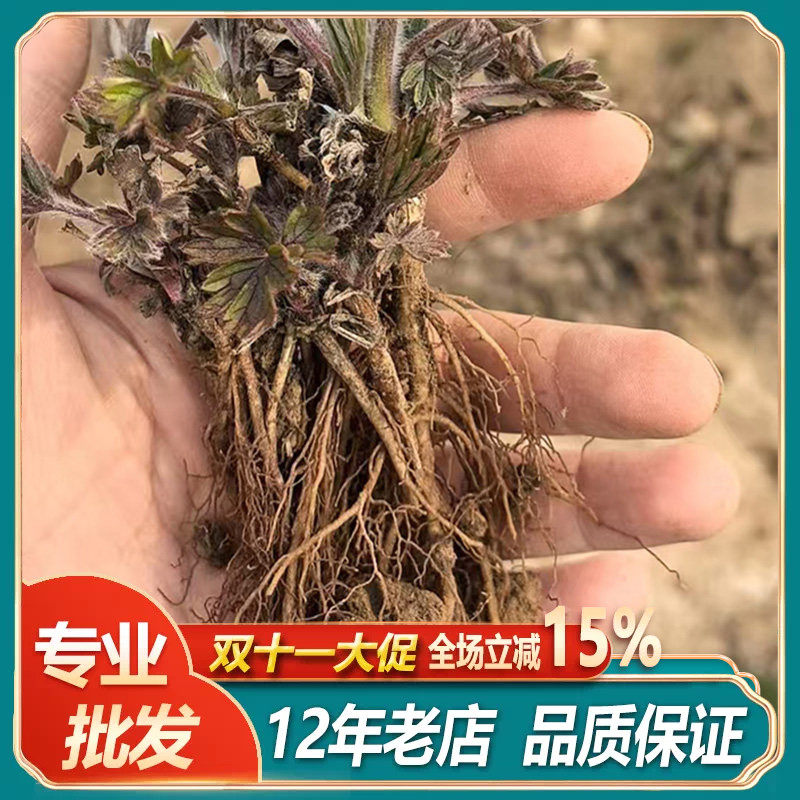 新鲜白头翁花苗种苗整颗带根老姑草中草观赏花卉盆栽庭院阳台种植