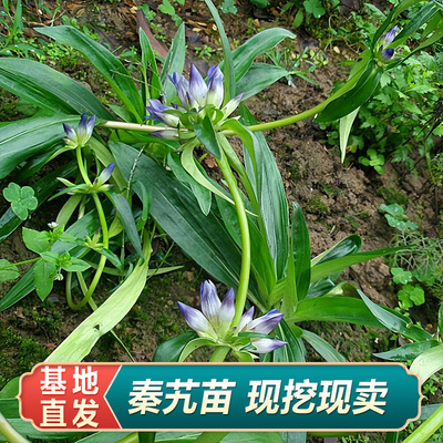 秦艽中药材苗药材种苗田园阳台庭院大面积现挖种植另有黄精玉竹苗