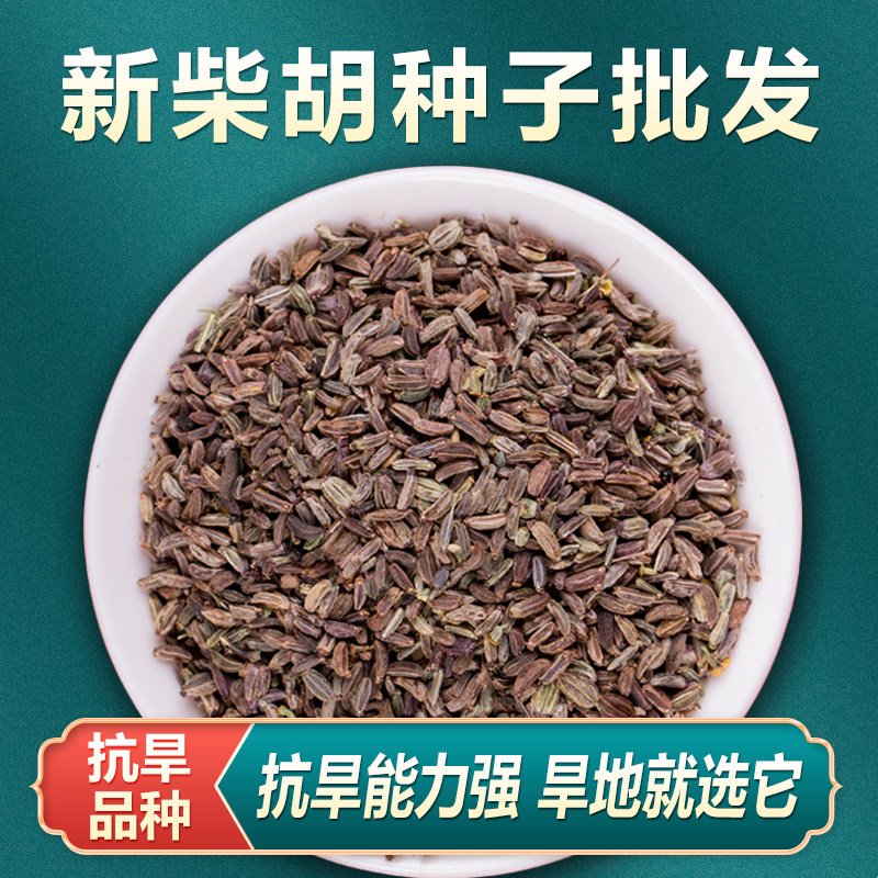 中草药柴胡种籽优质柴胡种子四季黑柴胡种植苗31号黄柴胡籽可套种图片