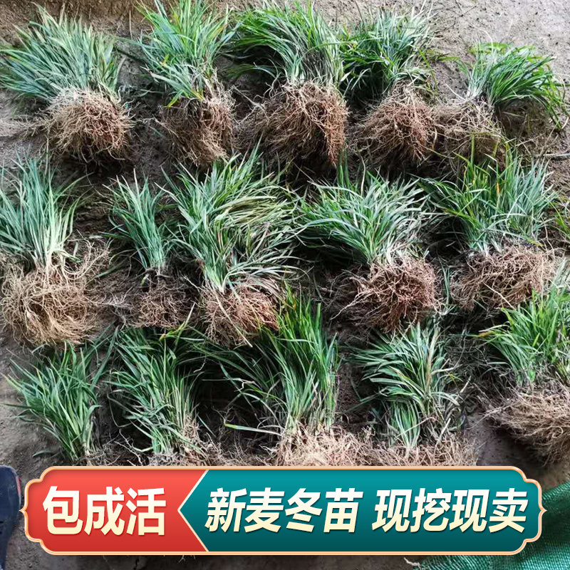 中药材麦冬草苗麦冬种植苗麦冬种籽药材种植苗黄芪玉竹艾草芍药