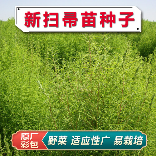 扫帚菜种子扫帚苗种籽盆菜观赏食用蔬菜孑地肤子籽地麦孔雀松野菜
