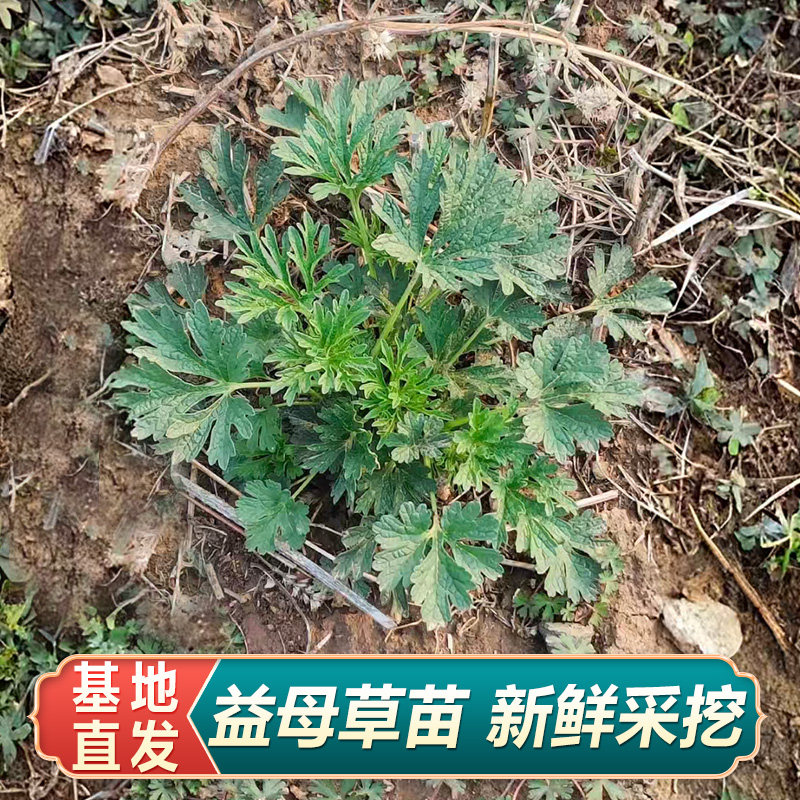 药用益母草苗红花益母草种苗开花好看中草药苗百草园中小学研学