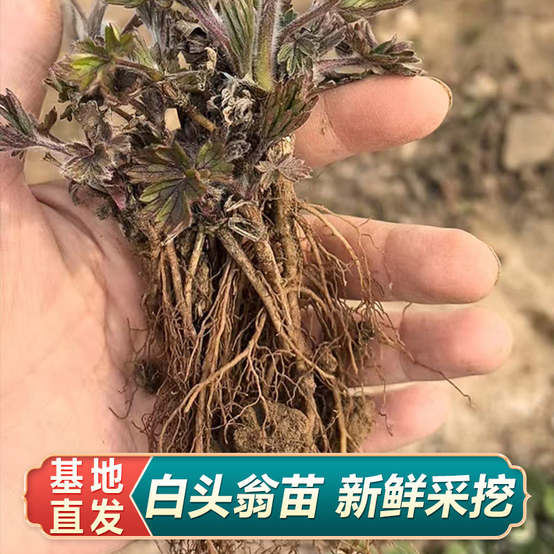 新鲜白头翁花苗种苗整颗带根老姑草中草观赏花卉盆栽庭院阳台种植