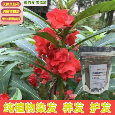 新鲜现摘指甲草染白头发膏海娜粉凤仙花瓣纯植物天然正品护发养发