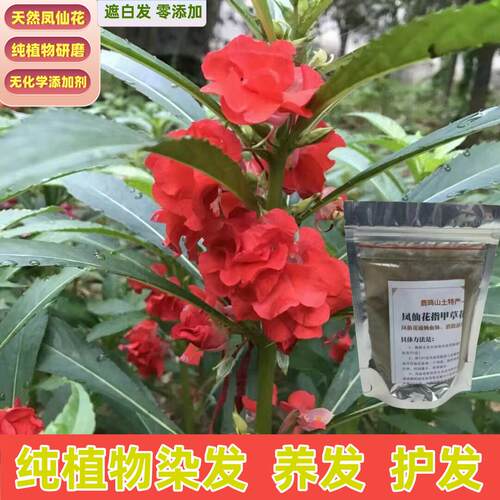 天然凤仙花粉染头发剂指甲草纯植物正品海纳膏遮白发营养酒红色