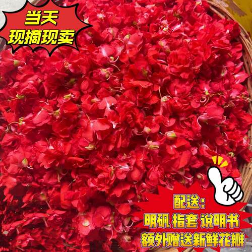 现摘白色凤仙花指甲草花染指甲花红凤仙花鲜花瓣泡醋