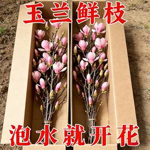 开花水培白玉兰紫玉兰鲜切带花苞客厅室内摆件好养植物耐寒除甲醛