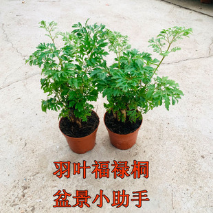 羽叶福禄桐盆栽植物室内好养四季常青发财树盆栽净化空气羽叶盆景