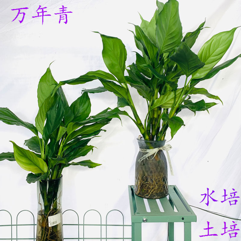 万年青盆栽花卉水培植物四季常青室内好养净化空气吸甲醛植物耐寒