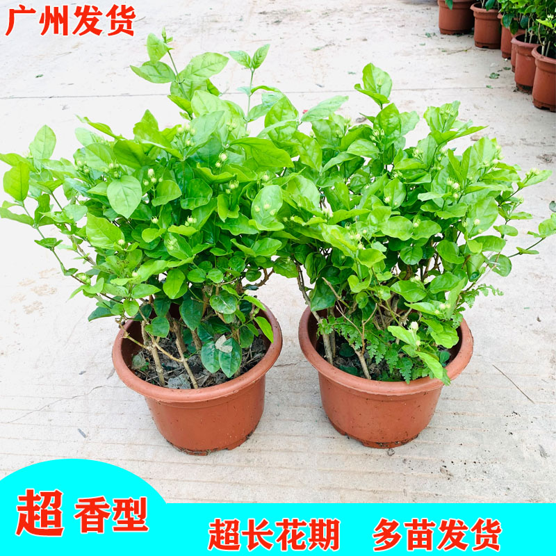 茉莉花盆栽开花植物阳台清香型