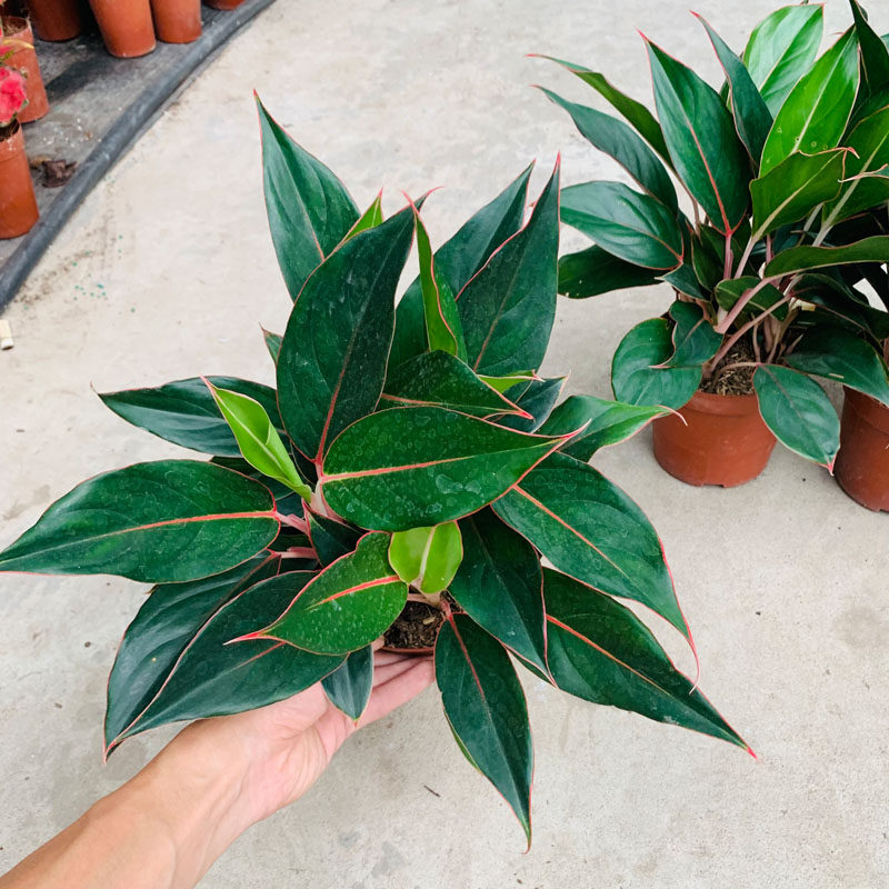 蓝宝石盆栽如意皇后植物净化空气吉利红吸甲醛室内好养水培花卉