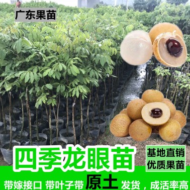 正宗嫁接龙眼桂圆树苗石硖四季龙眼盆地栽果树南北方种植当年结果