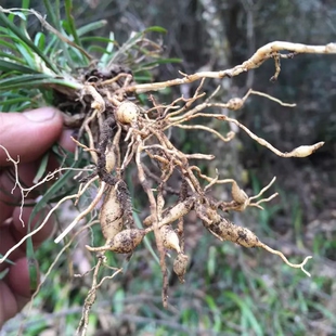 甘孜山货海螺沟雪域森态高原自然生长新鲜干货麦冬炖鸡炖肉泡水