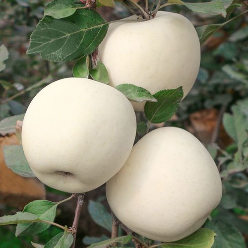 山东烟台黄金奶油富士苹果栖霞白色冰糖心新鲜水果牛奶5当季整箱