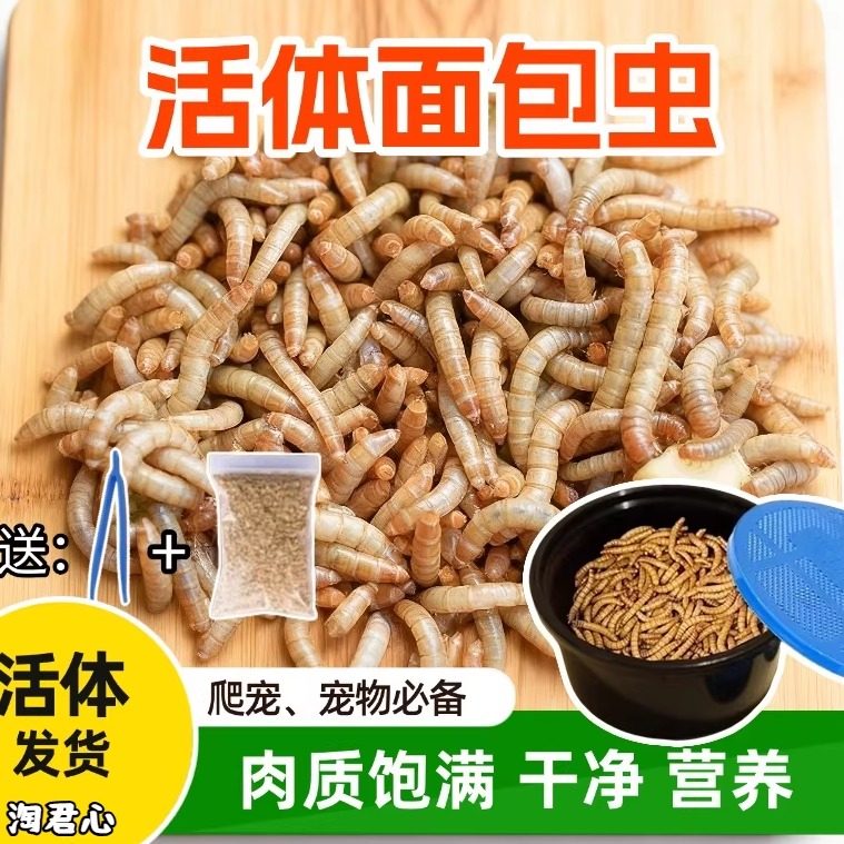 面包虫黄粉虫活体饲料守宫蜥蜴刺猬鹦鹉仓鼠乌龟青蛙活虫补钙钓鱼,宠物/宠物食品及用品,爬虫/鸣虫食物,淘宝优惠券,粉丝福利购,淘宝优惠卷