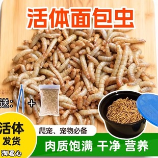 面包虫黄粉虫活体饲料守宫蜥蜴刺猬鹦鹉仓鼠乌龟青蛙活虫补钙钓鱼