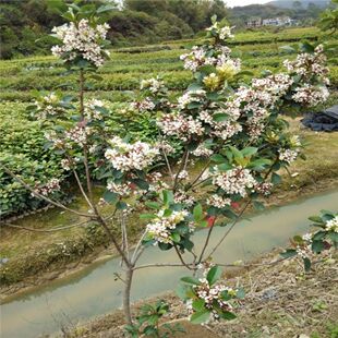 海岛春花庭院绿化绿植树苗四季常绿石斑木苗当年开花阳台盆栽现挖