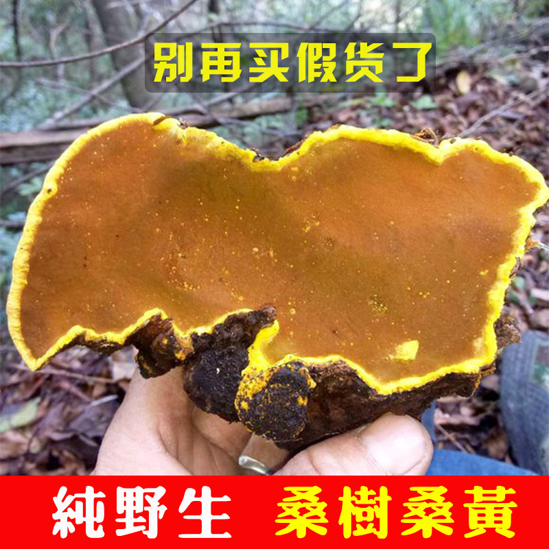 桑树桑黄野生黄灵芝整枝干货西藏250g正品非500g'