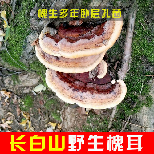 【长白山野生槐耳】250g灵芝