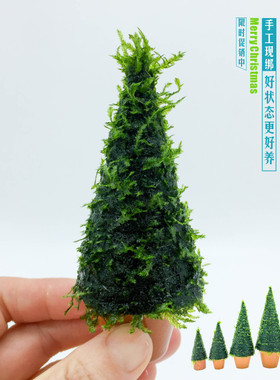 森林圣诞节礼物中后景moss莫斯树