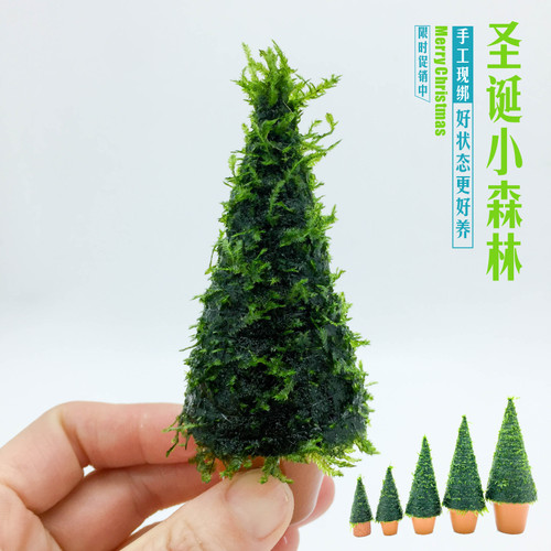 森林圣诞节礼物中后景moss莫斯树