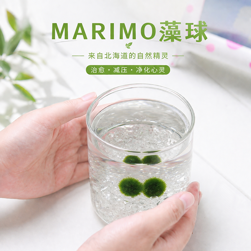 陪你到老炸毛幸福藻球Marimo马里莫湖球藻海藻球淡水常温微景观
