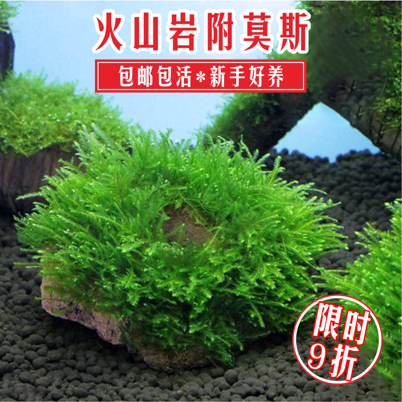 火山石莫斯现绑懒人水草小型鱼缸造景套餐入缸成景阴性水下草真草