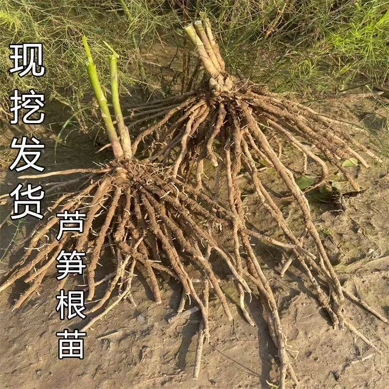 芦笋根苗现挖发货易种植