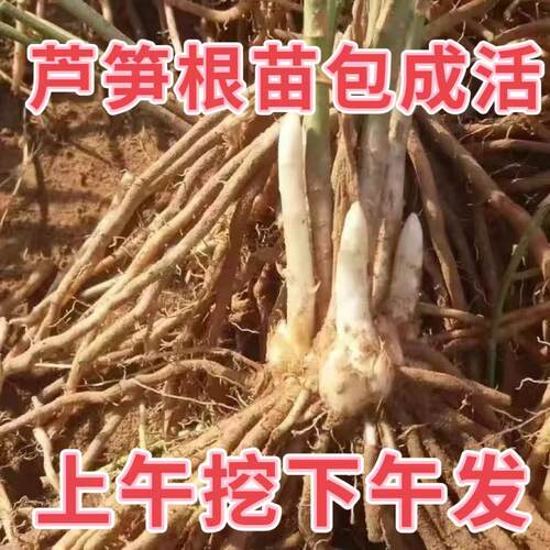 绿色芦笋根苗紫色四季种植
