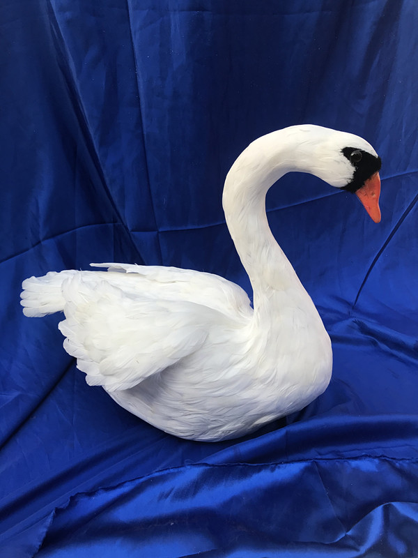 白天鹅影视拍摄道具橱窗婚礼摆件