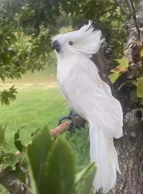 生态新鲜散养整只正宗虫草鸡