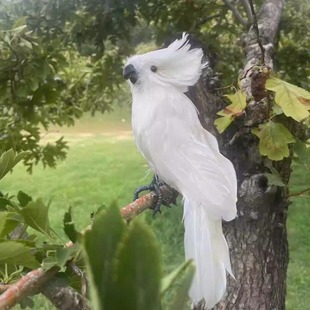 仿真羽毛凤头鹦鹉展翅摆件园林装饰影视拍摄道具演出模型学习教材