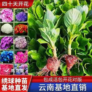 绣球花无尽夏花苗盆栽苗重瓣蓝色花手鞠小苗四季好养活多色八仙花